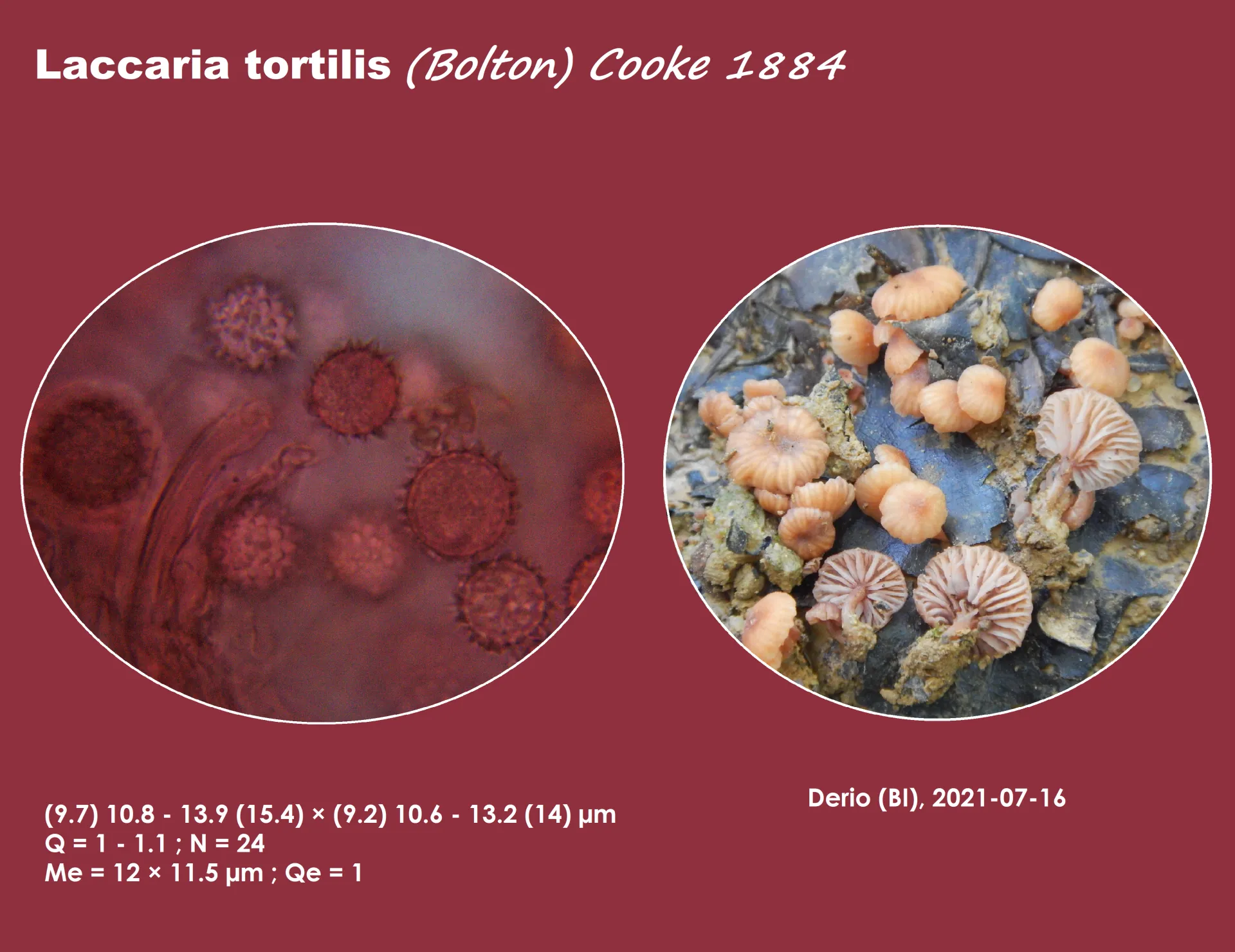 Microscopía de Laccaria tortilis